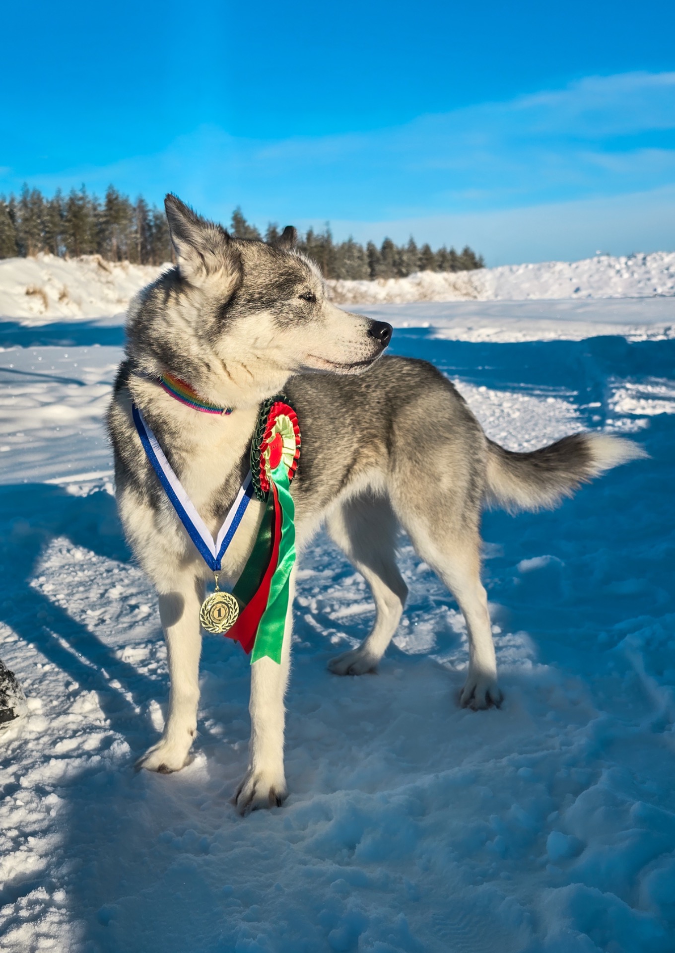 FI KVA-REK Kielonkukan Rosemary "Roxy"