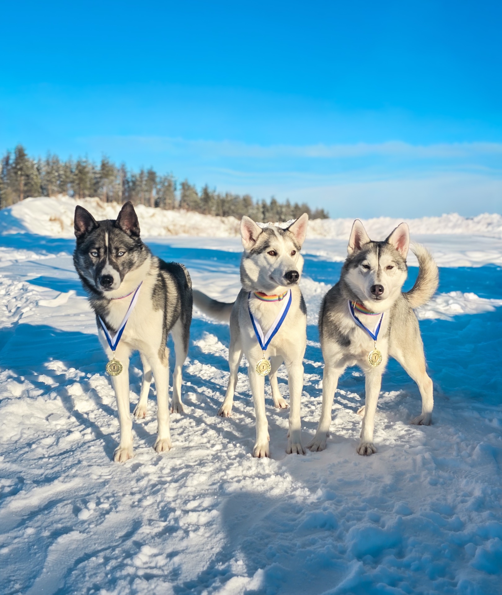 Kielonkukan Hiskias "Mauri", Lumikirsun Fantsu Fiona "Tintti" & Kielonkukan Kyllikki "Kylli"