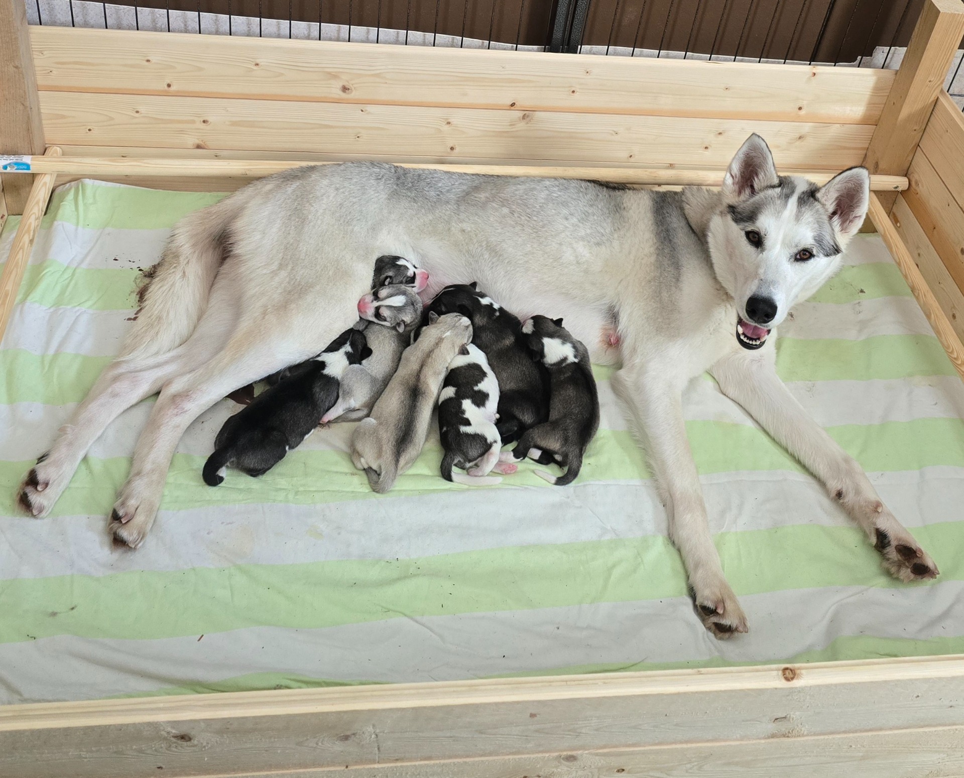 Pennut noin 12h ikäisiä. Tintti hoitaa pienokaisia hienosti!